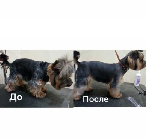 domasniaia-zoogostinica-v-podolske-predlozenie-uslugi-v-obieiavlenii-u25284315-na-baraxlanet-big-4