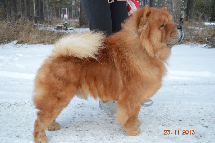 viazka-sobak-v-irkutske-predlozenie-uslugi-v-obieiavlenii-u6771516-3411267-na-baraxlanet-big-3