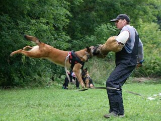 ishhem-devocku-russkogo-spanielia-dlia-viazki-v-astraxani-predlozenie-uslugi-v-obieiavlenii-u23707666-na-baraxlanet