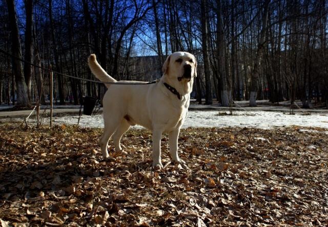 viazka-labradorretriver-v-tiumeni-predlozenie-uslugi-v-obieiavlenii-u21774164-na-baraxlanet-big-2