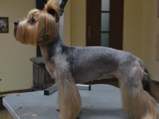 gruming-veterinarnye-uslugi-v-tiumeni-predlozenie-uslugi-v-obieiavlenii-u9094591-4235963-na-baraxlanet