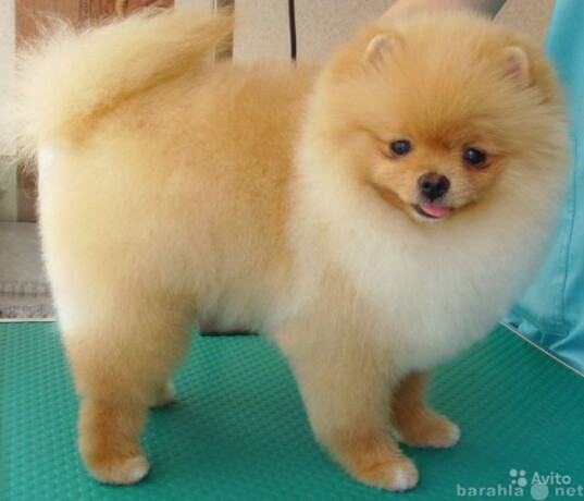 gruming-veterinarnye-uslugi-v-tiumeni-predlozenie-uslugi-v-obieiavlenii-u9094591-4235963-na-baraxlanet-big-4