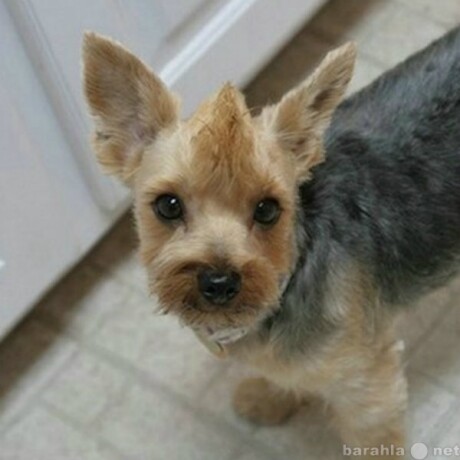 gruming-veterinarnye-uslugi-v-tiumeni-predlozenie-uslugi-v-obieiavlenii-u9094591-4235963-na-baraxlanet-big-5