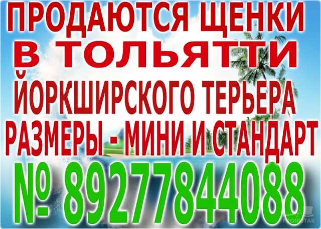 strizka-sobak-i-kosek-v-krasnodare-predlozenie-uslugi-v-obieiavlenii-u23037879-na-baraxlanet-big-4