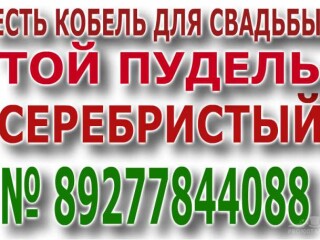 sotlandskii-kot-dlia-viazki-v-tiumeni-predlozenie-uslugi-v-obieiavlenii-u22973761-na-baraxlanet