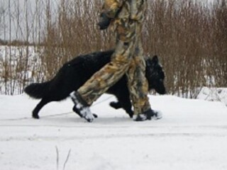 labradorretriver-kobel-dlia-viazki-v-ulanude-predlozenie-uslugi-v-obieiavlenii-u21843836-na-baraxlanet
