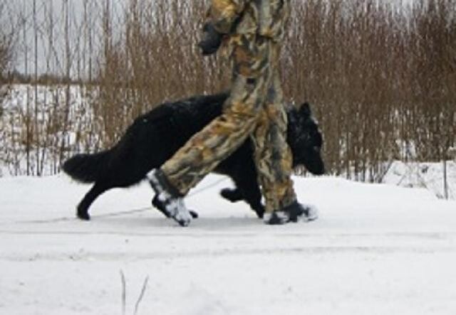 labradorretriver-kobel-dlia-viazki-v-ulanude-predlozenie-uslugi-v-obieiavlenii-u21843836-na-baraxlanet-big-0