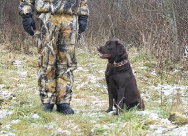 labradorretriver-kobel-dlia-viazki-v-ulanude-predlozenie-uslugi-v-obieiavlenii-u21843836-na-baraxlanet-big-1