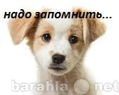 labradorretriver-kobel-dlia-viazki-v-ulanude-predlozenie-uslugi-v-obieiavlenii-u21843836-na-baraxlanet-big-3