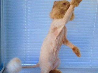 professionalnaia-veterinarnaia-pomoshh-v-serpuxove-predlozenie-uslugi-v-obieiavlenii-u18573593-6856877-na-baraxlanet