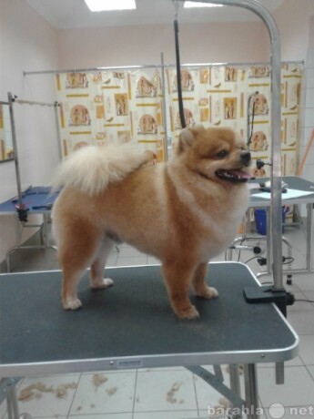 kobel-alabai-ishhet-podrugu-v-orle-predlozenie-uslugi-v-obieiavlenii-u14587300-5759377-na-baraxlanet-big-4