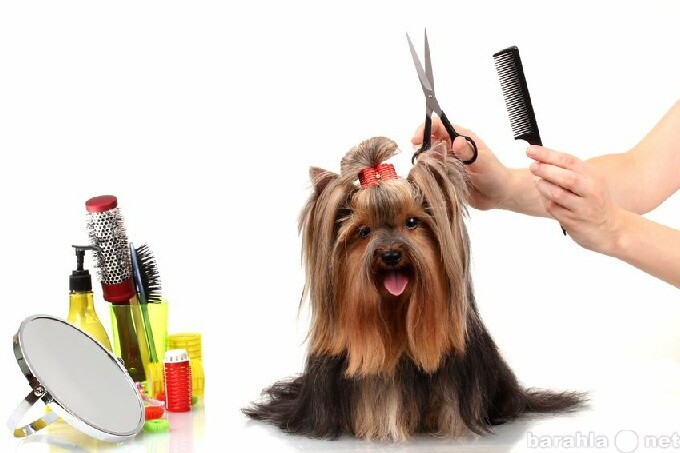 russkii-spaniel-v-novosibirske-predlozenie-uslugi-v-obieiavlenii-u12411681-5091431-na-baraxlanet-big-1
