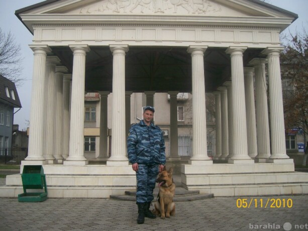 russkii-spaniel-v-novosibirske-predlozenie-uslugi-v-obieiavlenii-u12411681-5091431-na-baraxlanet-big-3