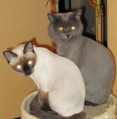 ceminar-po-zoopsixologii-v-xabarovske-predlozenie-uslugi-v-obieiavlenii-u10217129-4532297-na-baraxlanet-big-2