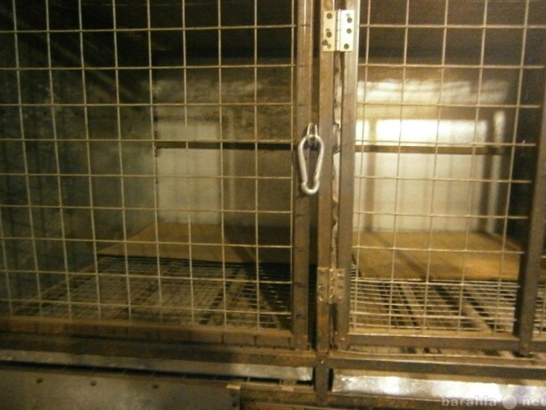 gostinica-dlia-sobak-i-kosek-v-penze-predlozenie-uslugi-v-obieiavlenii-u5058286-2589392-na-baraxlanet-big-4