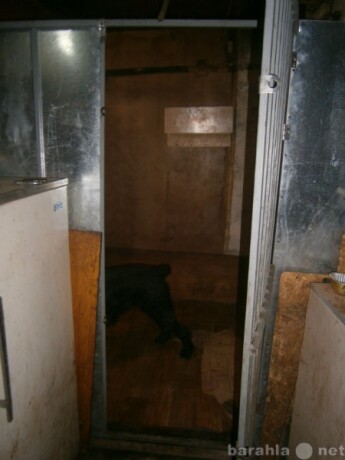 taksi-dlia-vasix-pitomcev-v-kurgane-predlozenie-uslugi-v-obieiavlenii-u9754354-4425290-na-baraxlanet-big-1