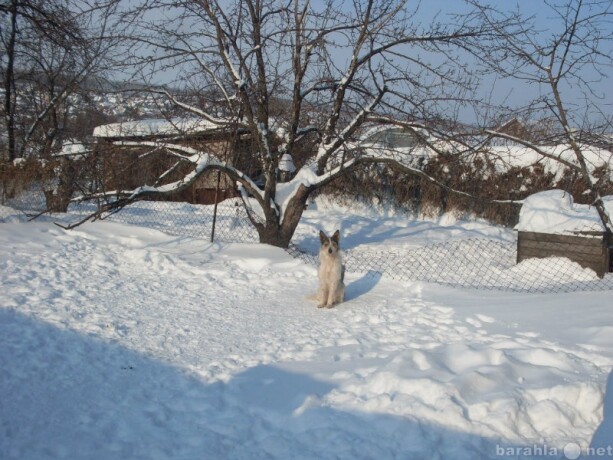 predlagaiu-kabelia-dlia-viazki-v-stavropole-predlozenie-uslugi-v-obieiavlenii-u9423605-4350103-na-baraxlanet-big-0