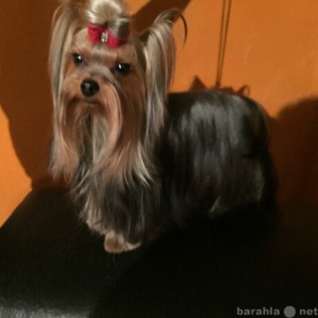 besplatnaia-konsultaciia-veterinara-v-sanktpeterburge-predlozenie-uslugi-v-obieiavlenii-u9277136-4313170-na-baraxlanet-big-0