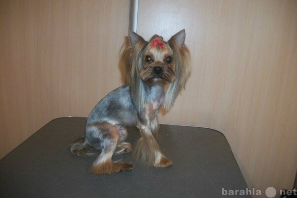 prismotr-za-domasnimi-liubimcami-v-krasnoiarske-predlozenie-uslugi-v-obieiavlenii-u9276843-4313032-na-baraxlanet-big-4